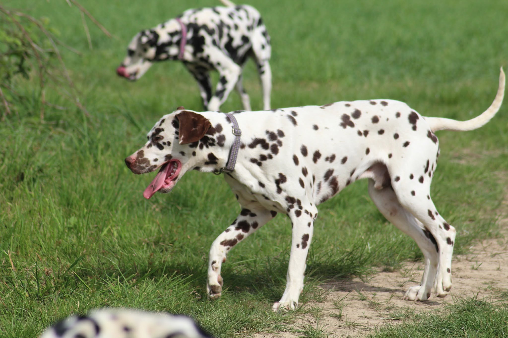 Dalmatiens adultes à adopter