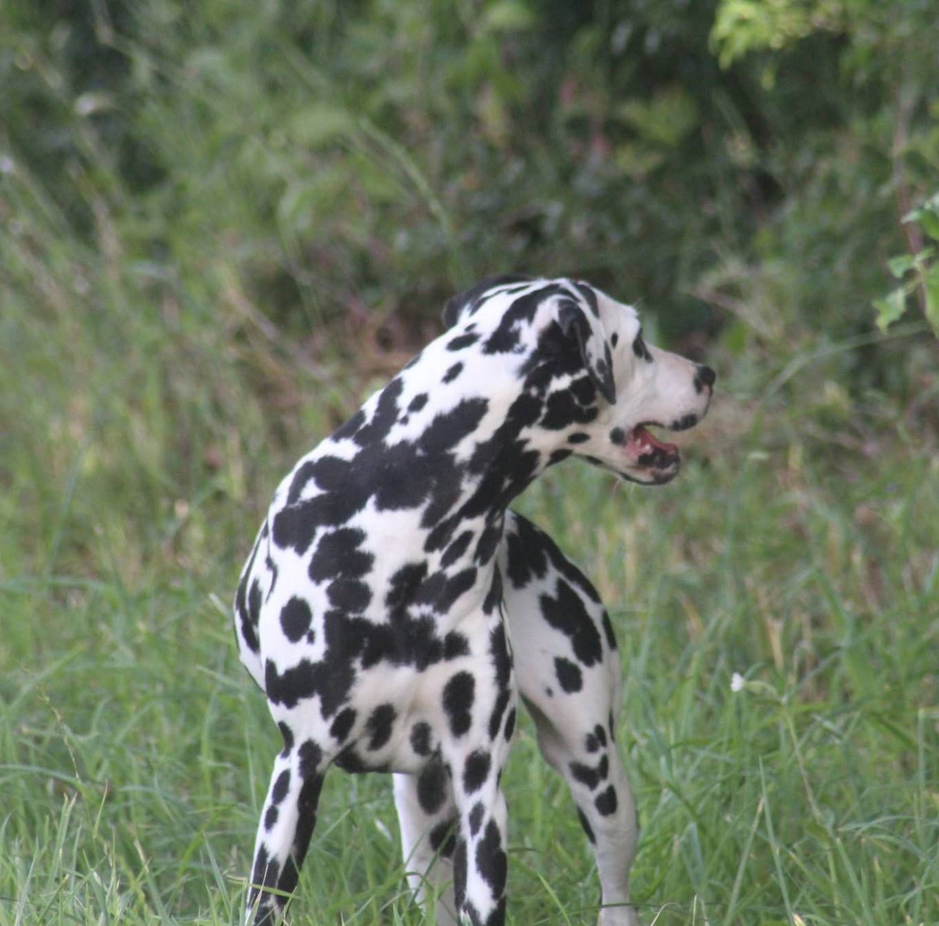 Dalmatiens adultes à adopter