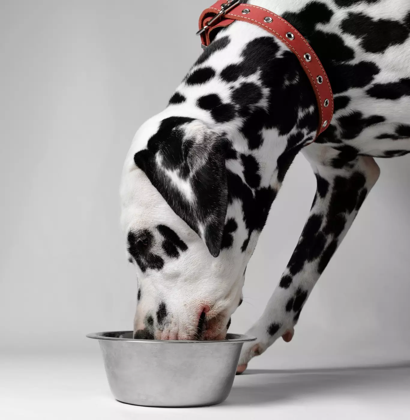 Alimentation BARF pour les chiens