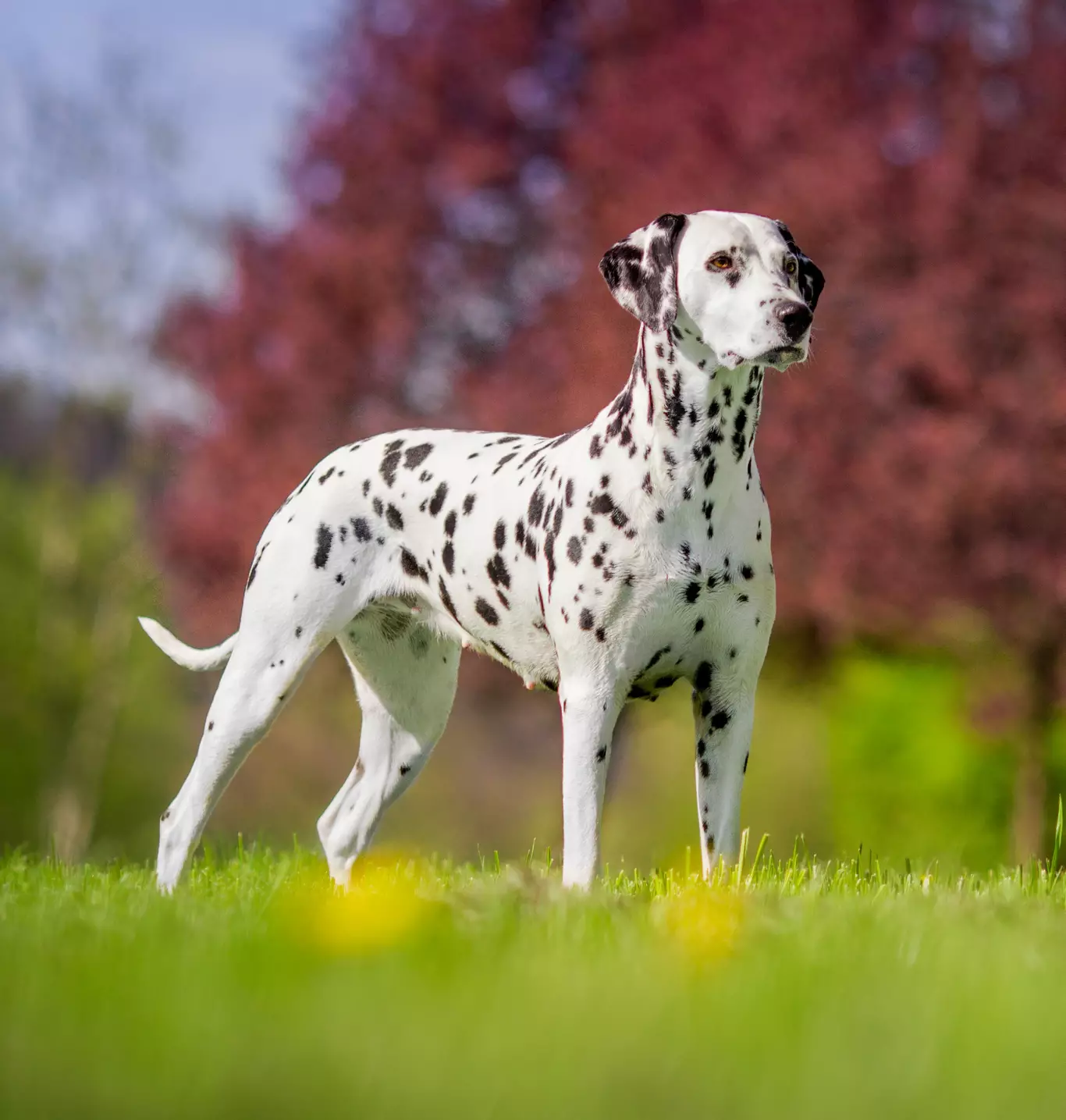 Élevage dalmatiens à Chartres