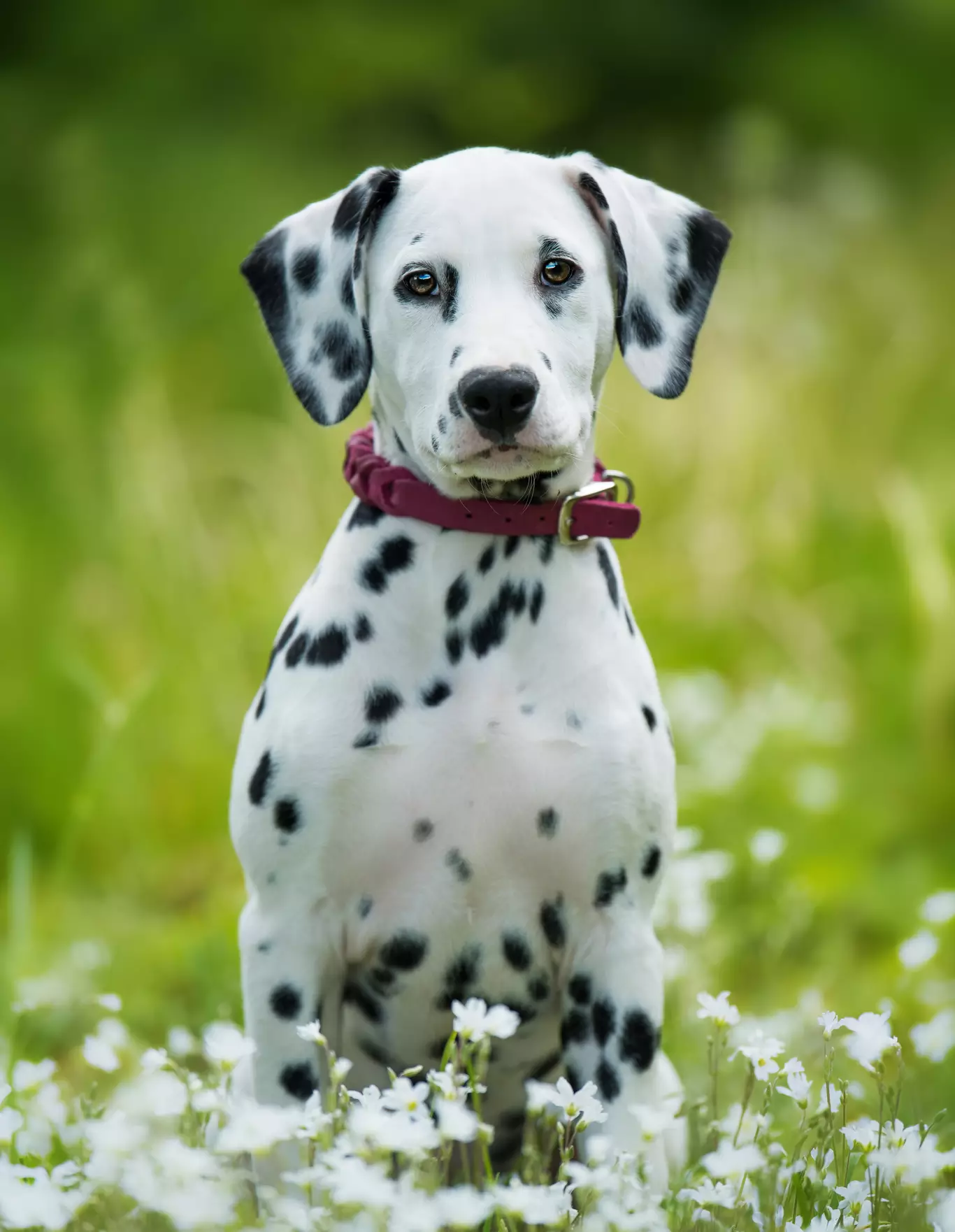 Dalmatiens Le caractère du Dalmatien