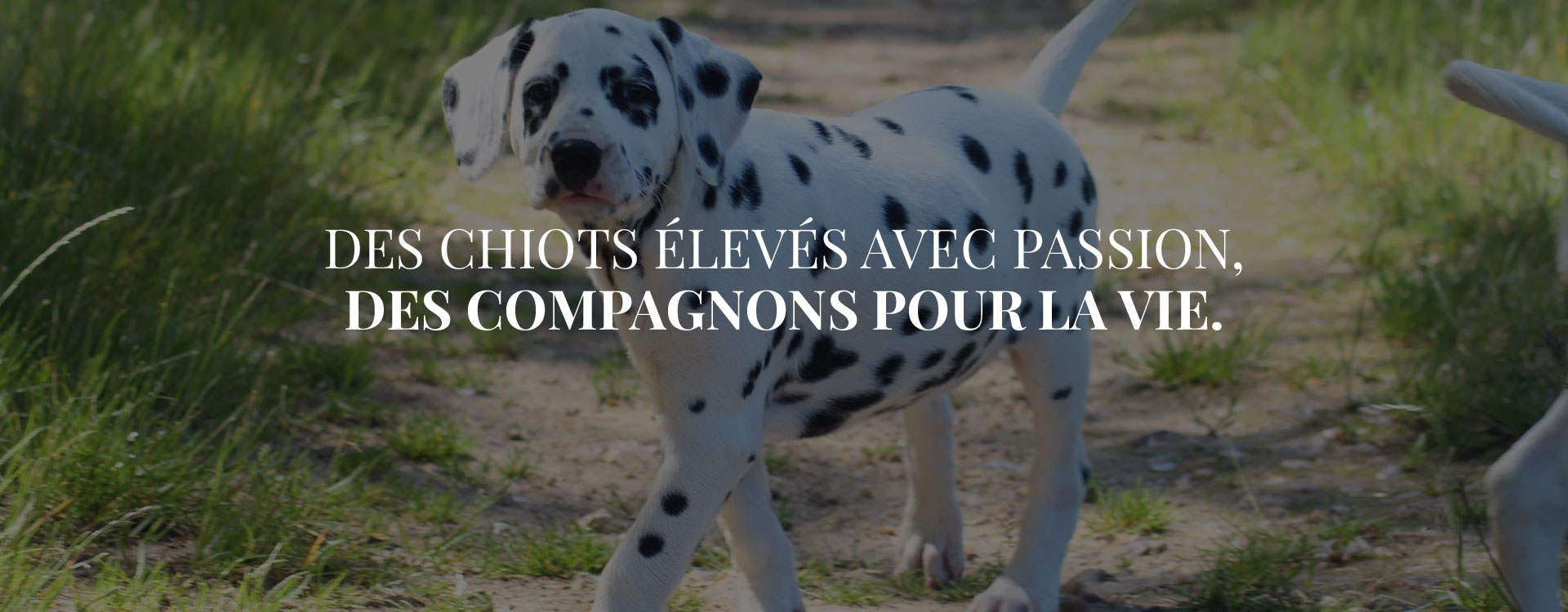 Élevage dalmatiens à Chartres Élevage dalmatiens à Chartres