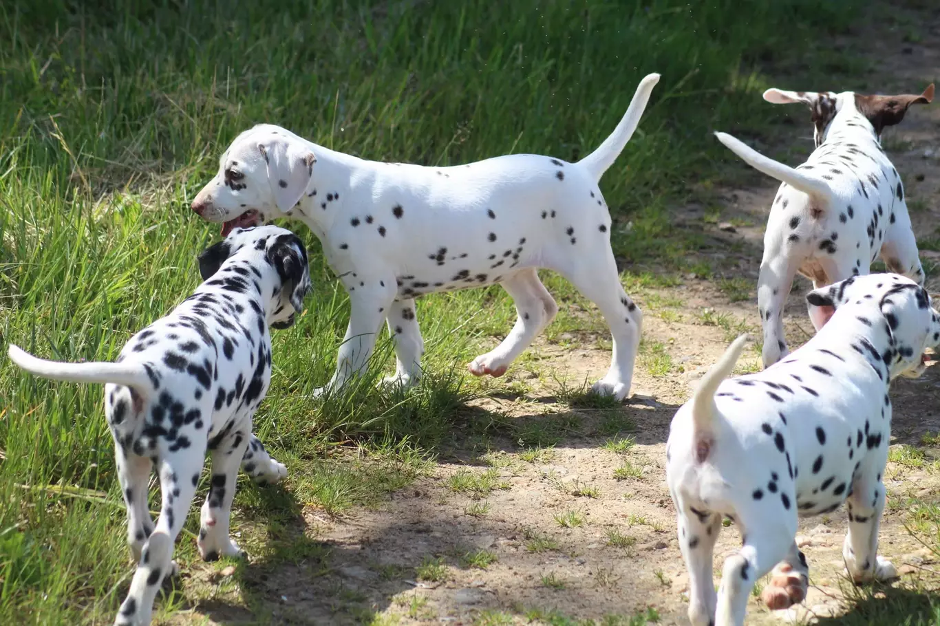 Élevage dalmatiens à Chartres