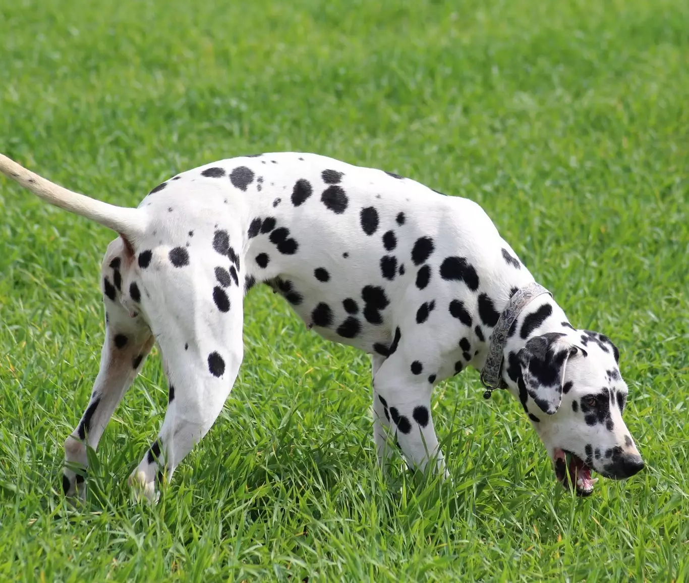 La surdité et la sensibilité cutanée chez le Dalmatien La santé du Dalmatien : prévention, risques et choix d'élevage