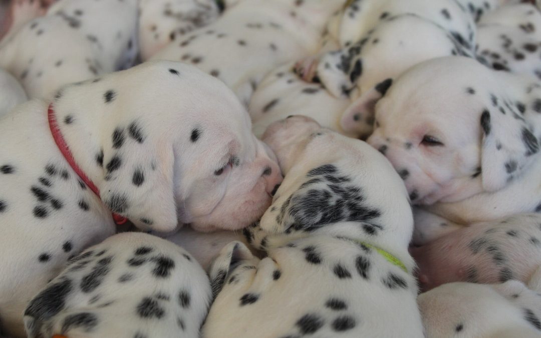 Les chiots ?