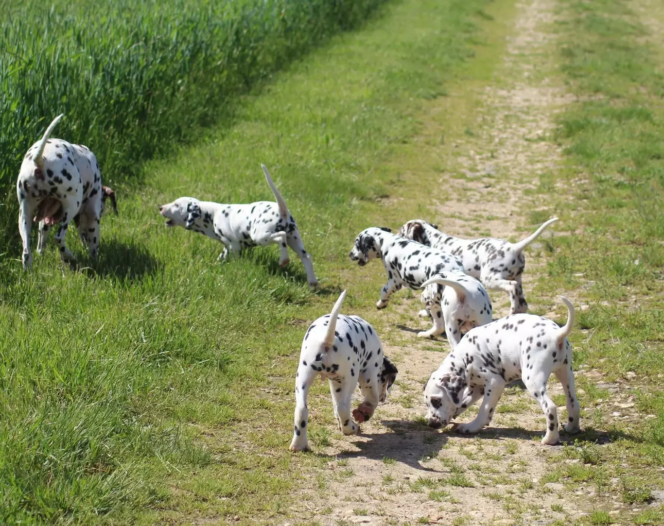 Spécificités de la race Dalmatien