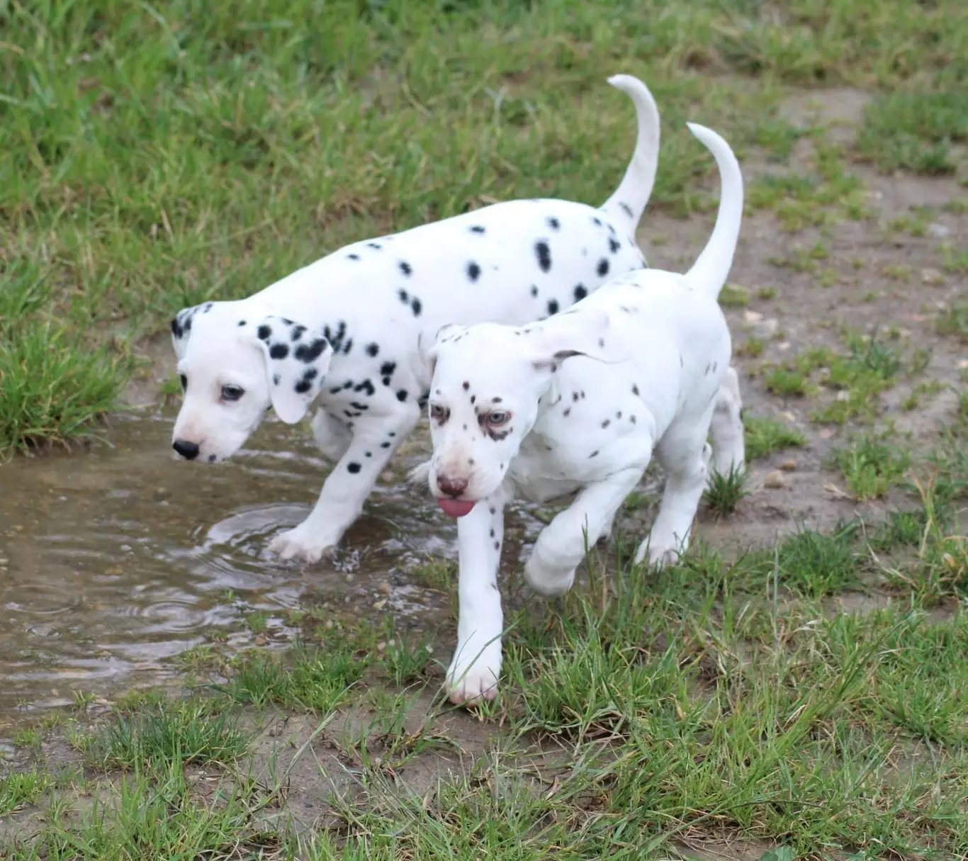 Spécificités de la race Dalmatien