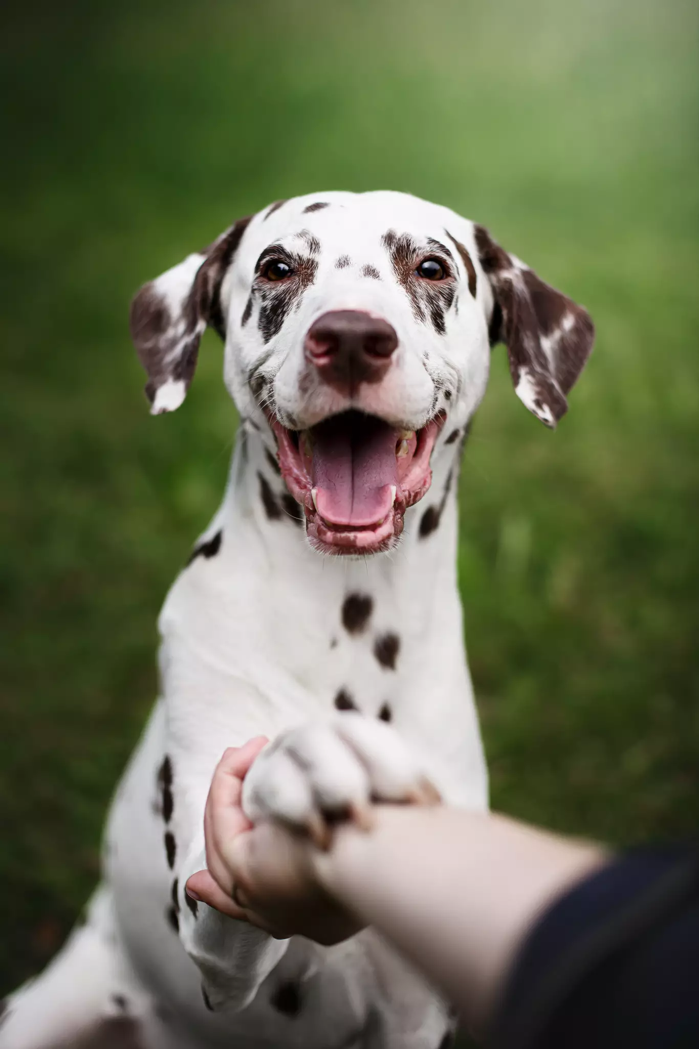 Le caractère du Dalmatien