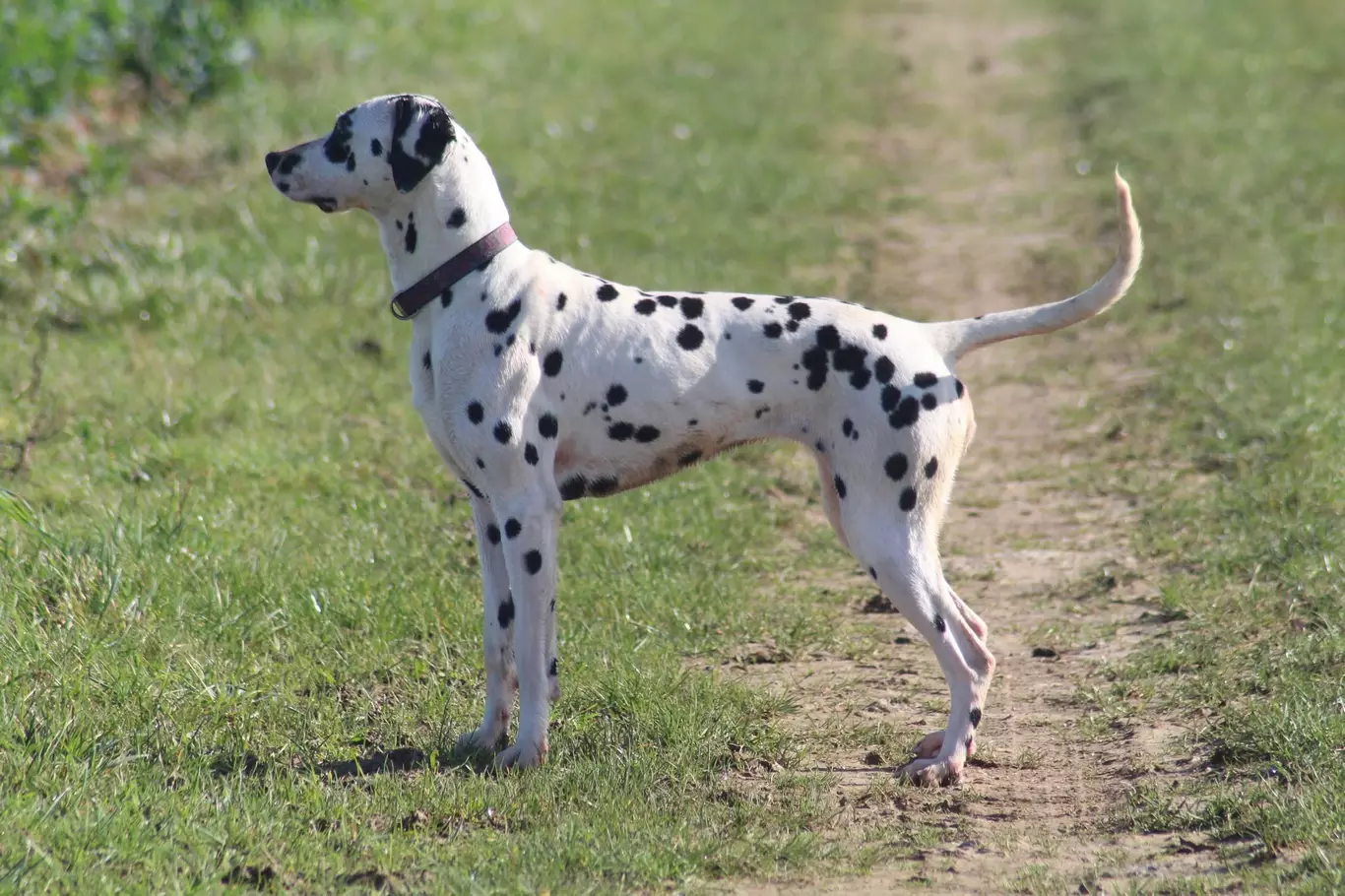 Nos dalmatiens2