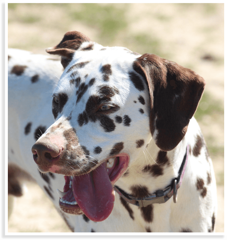 Élevage dalmatiens à Chartres