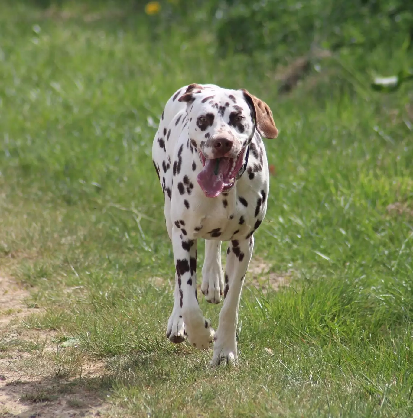 La santé du Dalmatien : prévention, risques et choix d'élevage