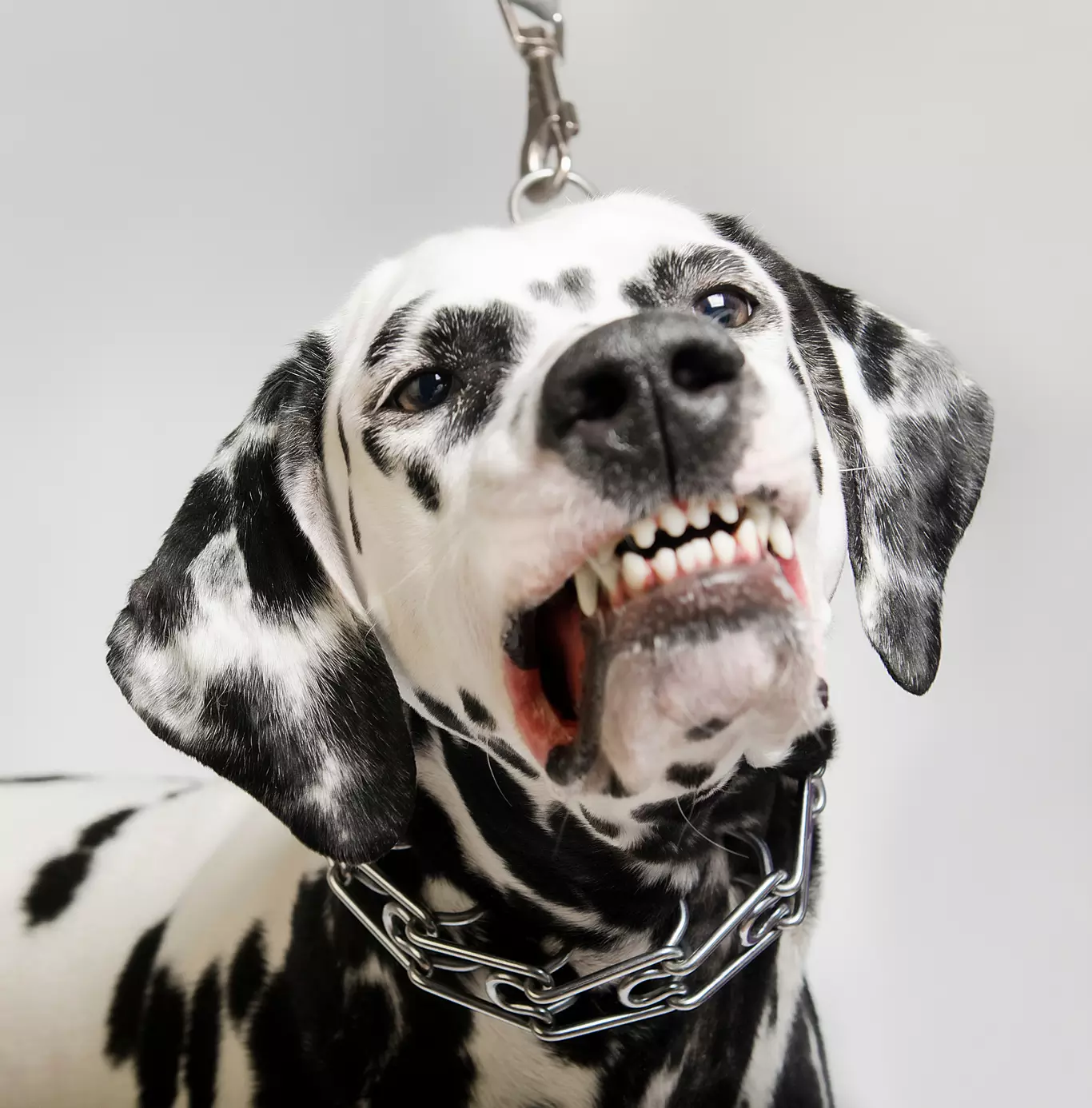 Comprendre le comportement et les expressions du Dalmatien