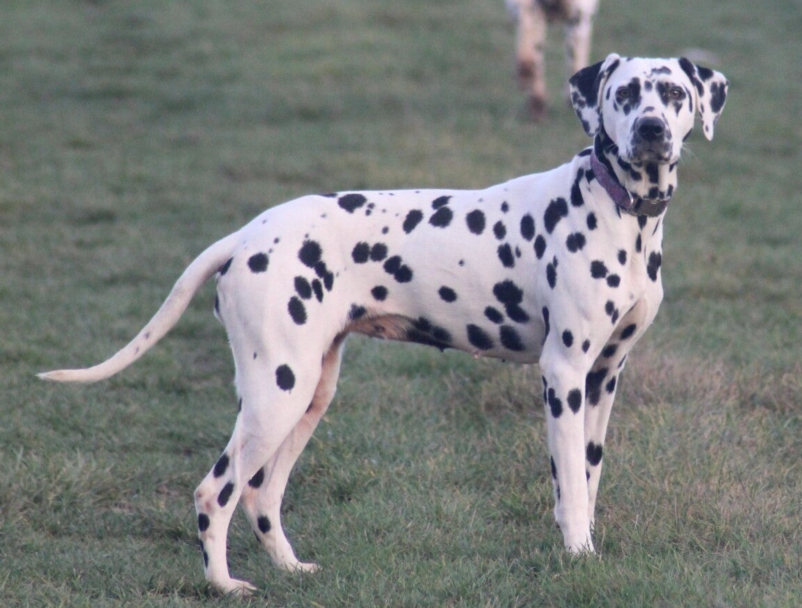 Dalmatiens adultes à adopter