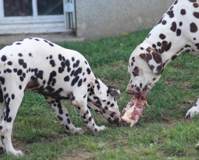 Alimentation BARF pour les chiens