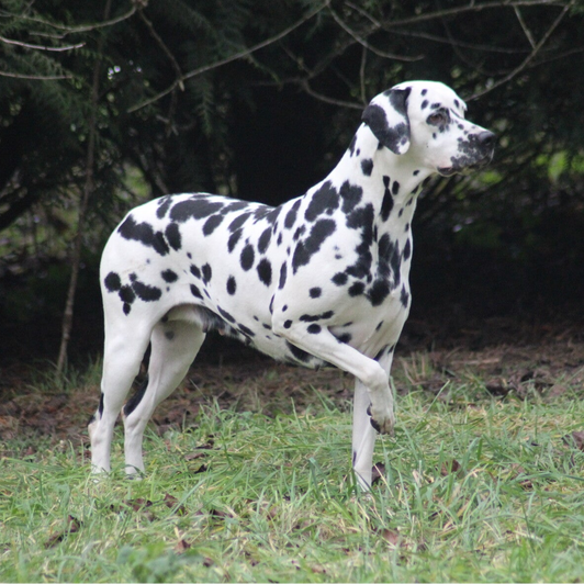 Reproducteurs dalmatiens en Eure-et-Loir