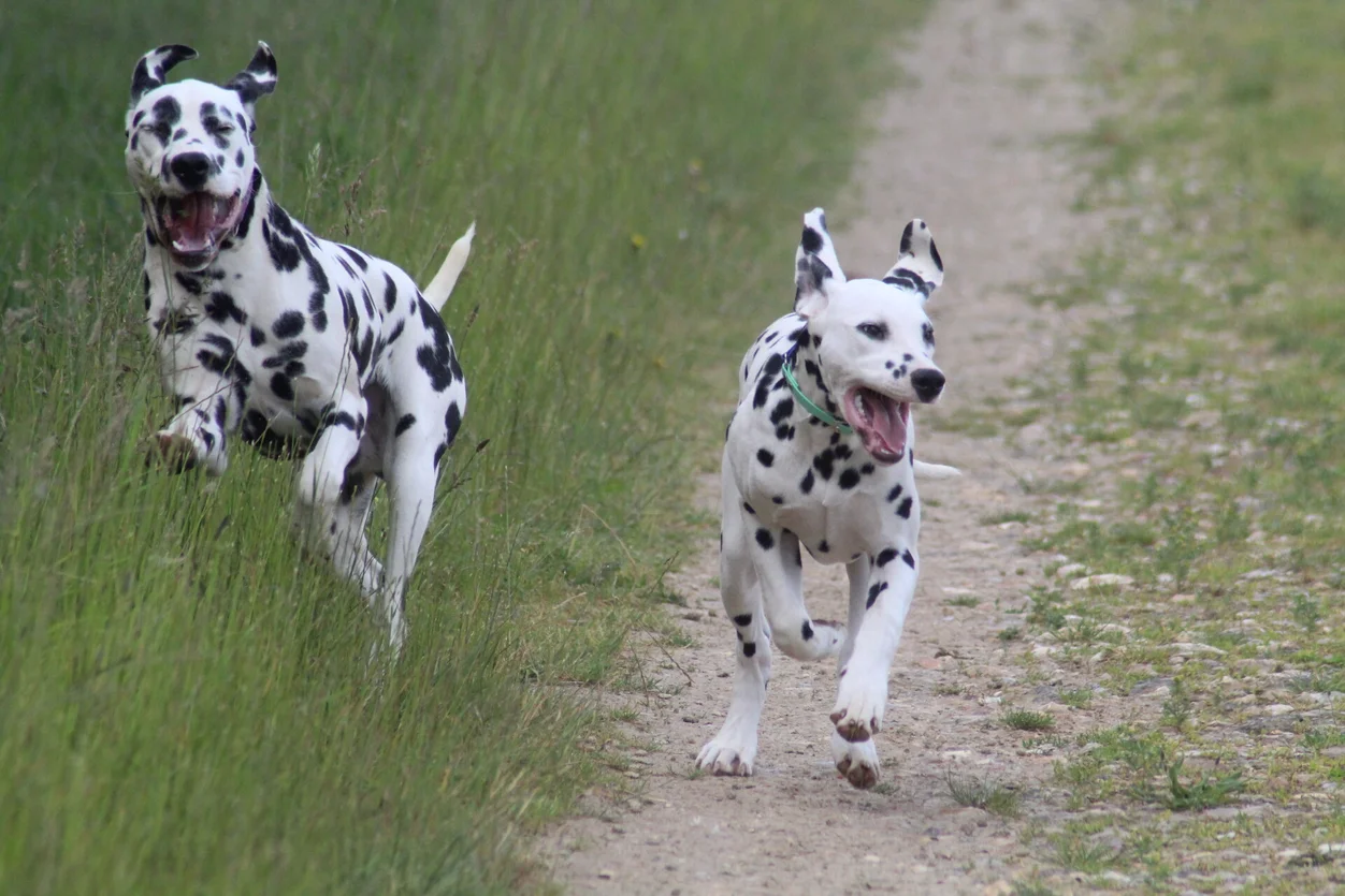 Reproducteurs dalmatiens en Eure-et-Loir