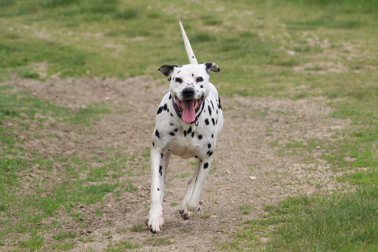 Dalmatiens adultes à adopter