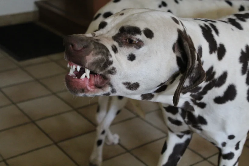Comprendre le comportement et les expressions du Dalmatien